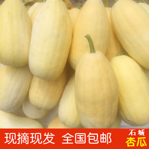 Jiangxi Gannan Shicheng apricot melon fresh freshly picked farmers self-grown yellow skin bamboo shoots melon green seasonal vegetables 5 kg