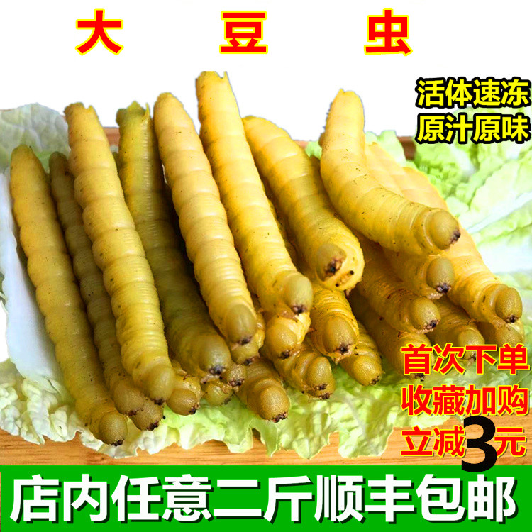 Bean worm 500g live lazy bean worm fresh frozen bean hawk moth 60 a pound non-fried non-instant-eat SF Express