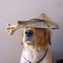  Size and size of real cow bone pet dog bite glue molar stick Dog bone Large dog young molars Clean the mouth and replenish calcium