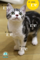 ★CFA pure American shortsilver tiger spot and white living pet cat x{COC 