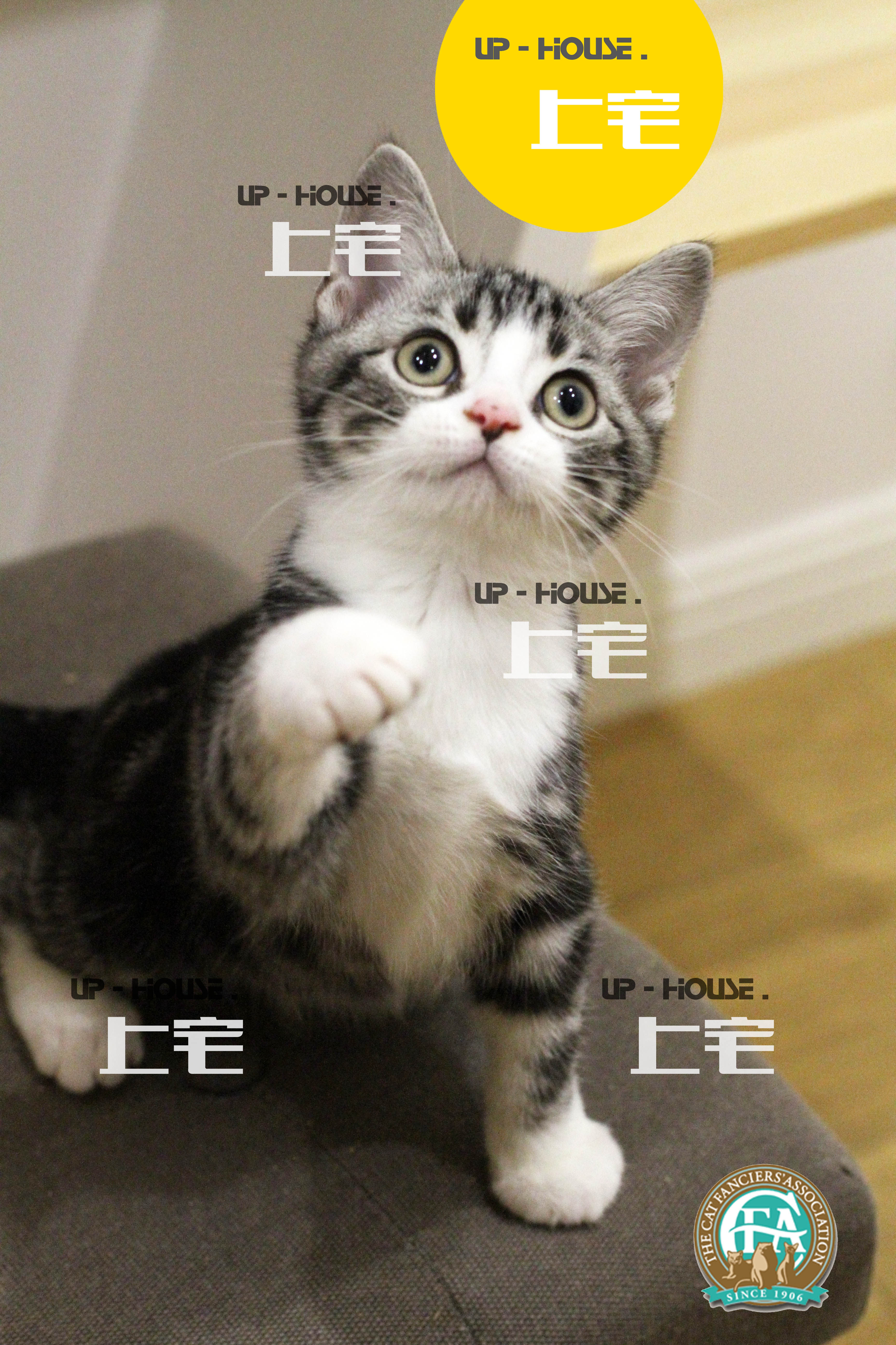 Upper house U P-H O U S E-C F A US short hairy cat beauty short silver tiger spotted with white living pet feline S N A D D D