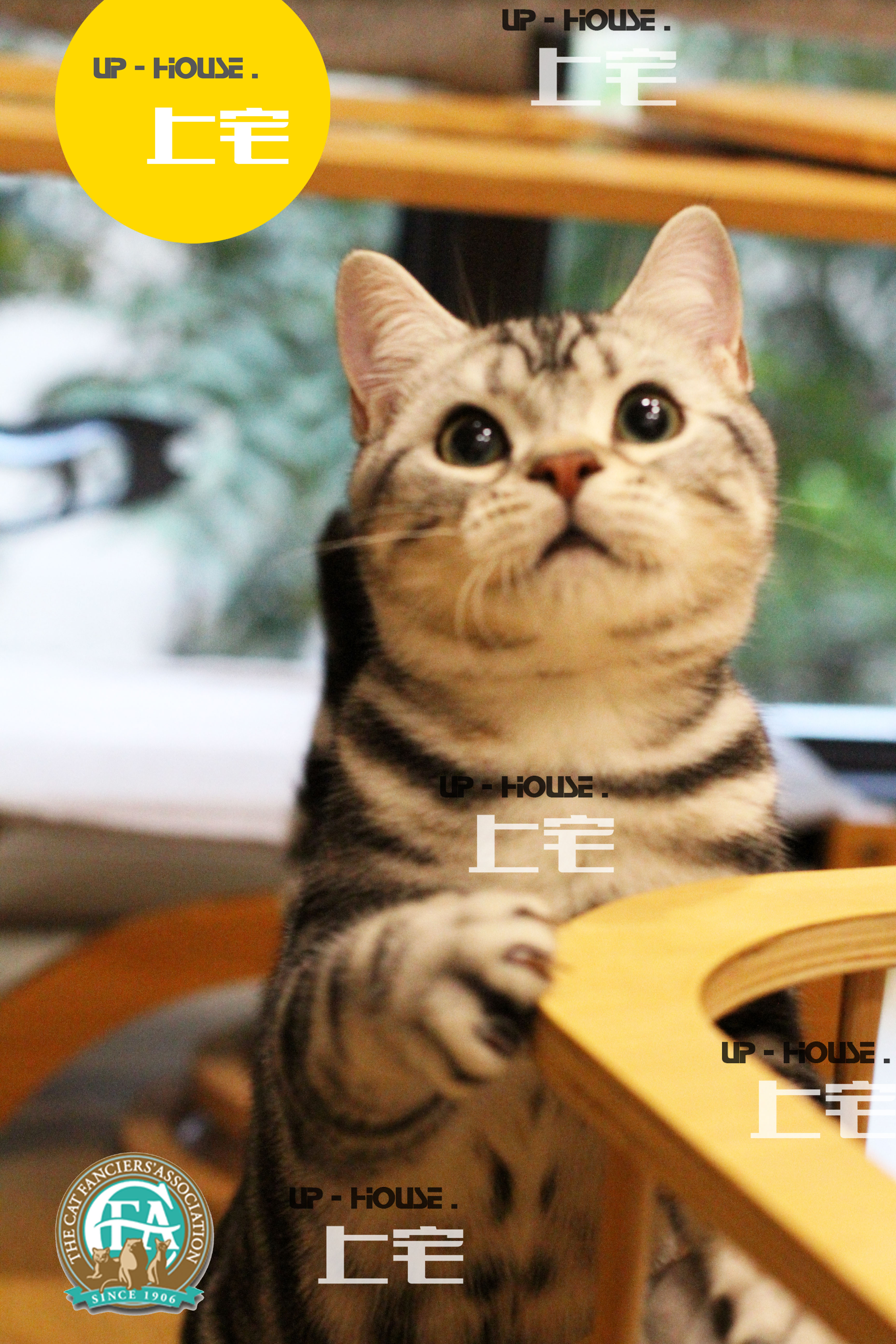 ・CFA pure American short silver tiger living pet cat / KJJ / DD