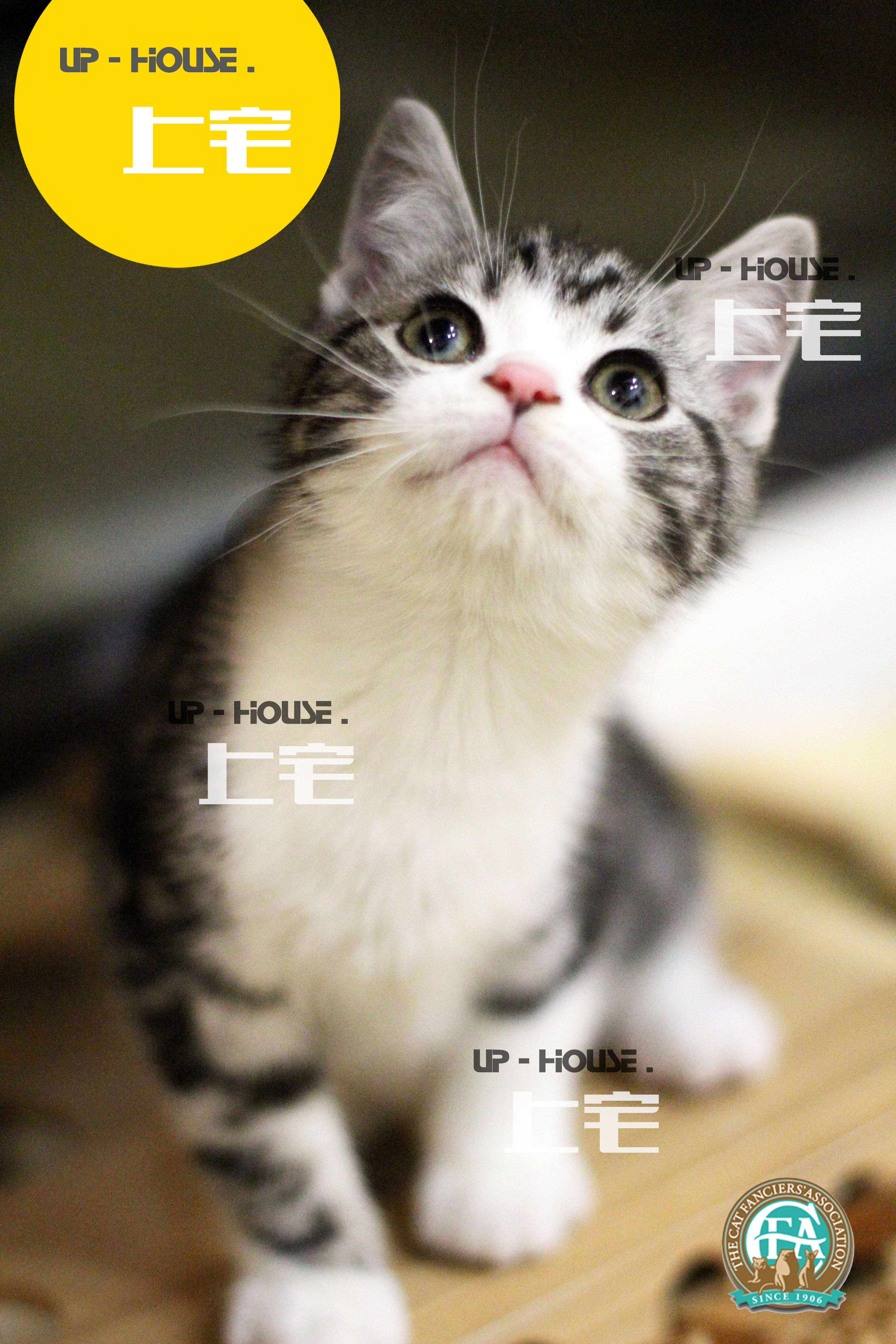 Upper house U P-H O U S E.C. F A pure breed American short hairy cat beauty short silver tiger spotted living pet feline V G and D D D