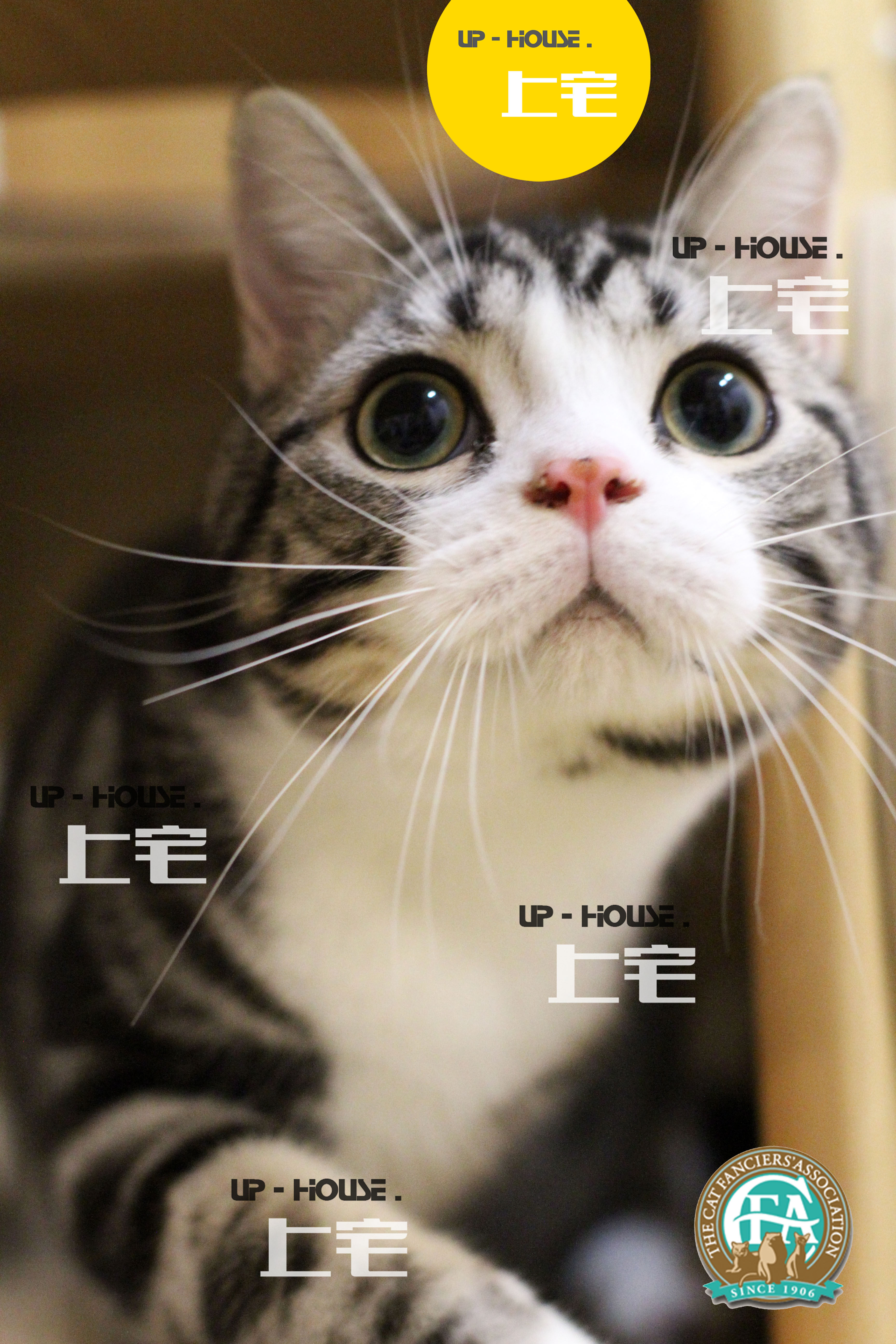 UP-HOUSE / CFA American Short Silver Tiger Spot with white living body / Little Bread / DD