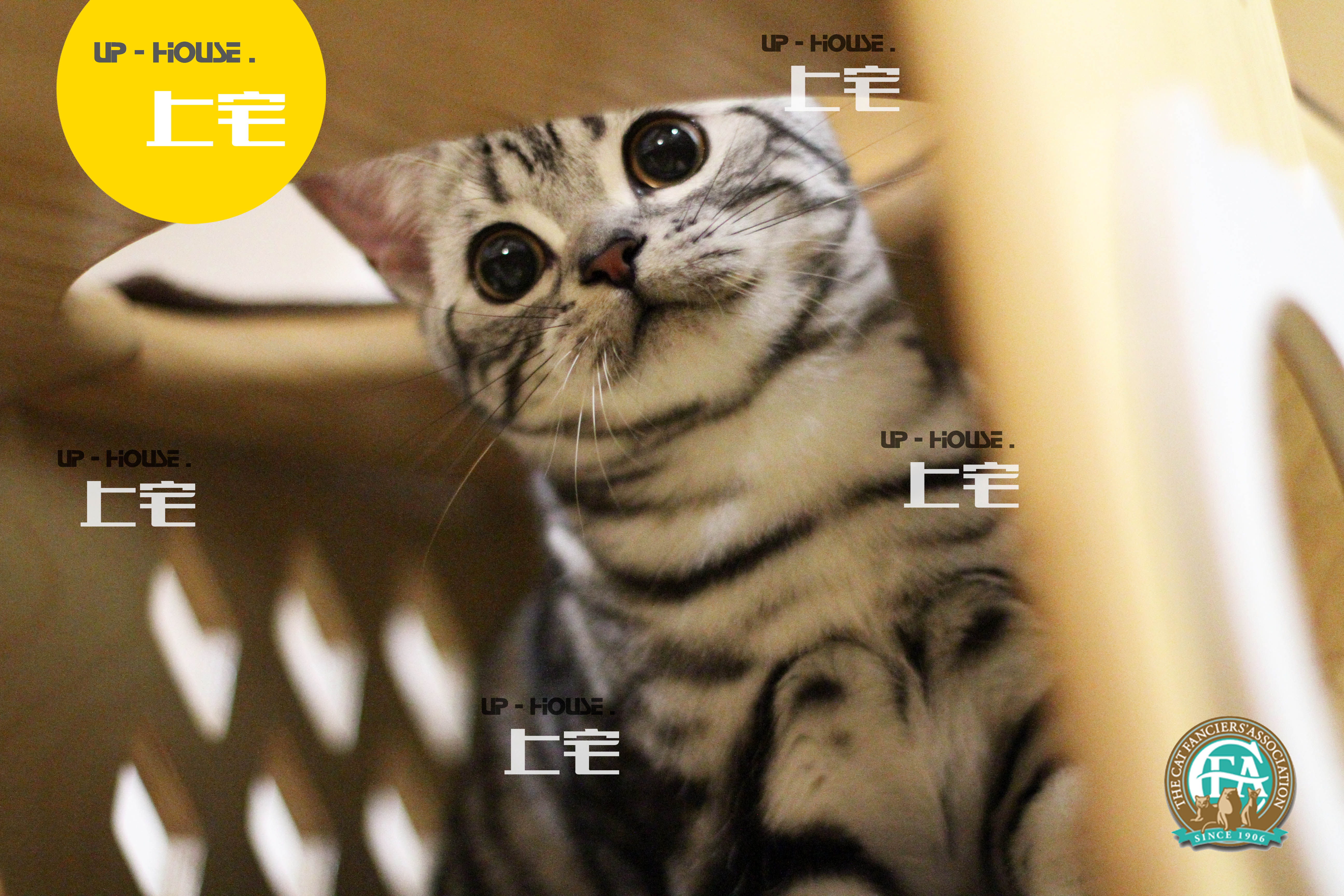 ▲ Shang Zhai UP-HOUSE ▲ CFA American shorthair cat American short silver tabby live pet cat ▲PUL▲MM