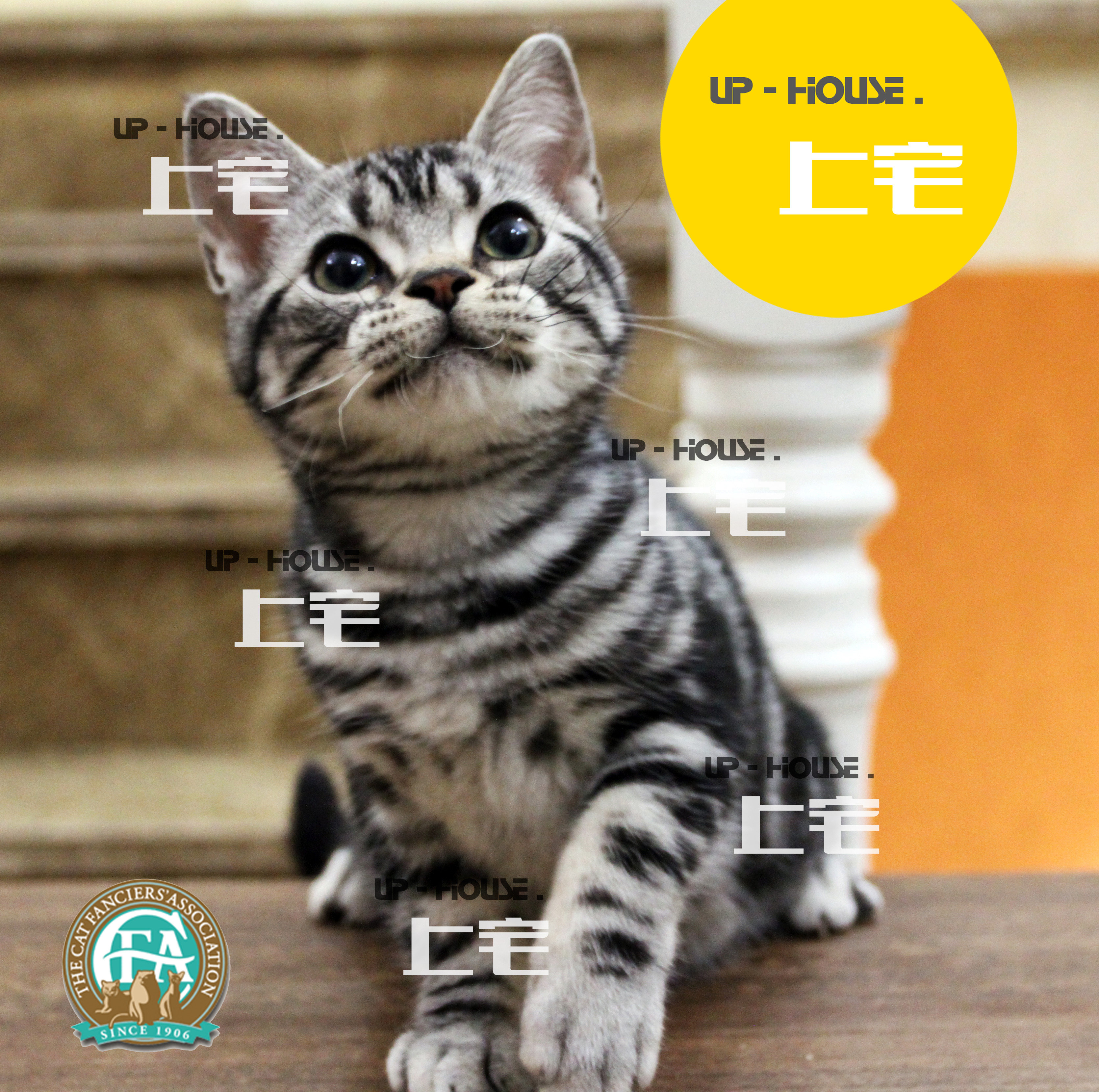 Mansion C F A Pure Breeds American Short Hairy Cat Beauty Short Silver Tiger Spotted Living Pet Young Kitty v I C Y. M M