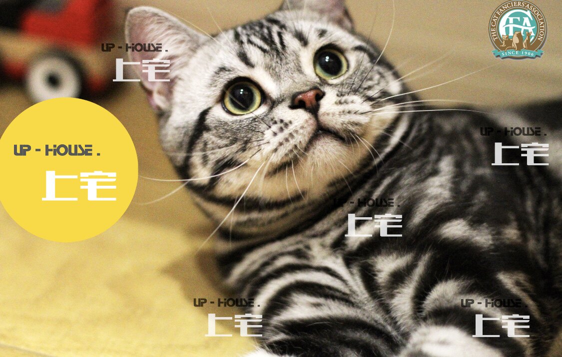 Mansion C F A U S P-H O U S E American Short Hairy Cat Beauty Short Silver Tiger Spotted Living Infant Cat Pet G GSD D