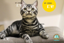 UP-HOUSE   CFA Pure American Short-silver Tiger Live Pet Cat   FF   DD