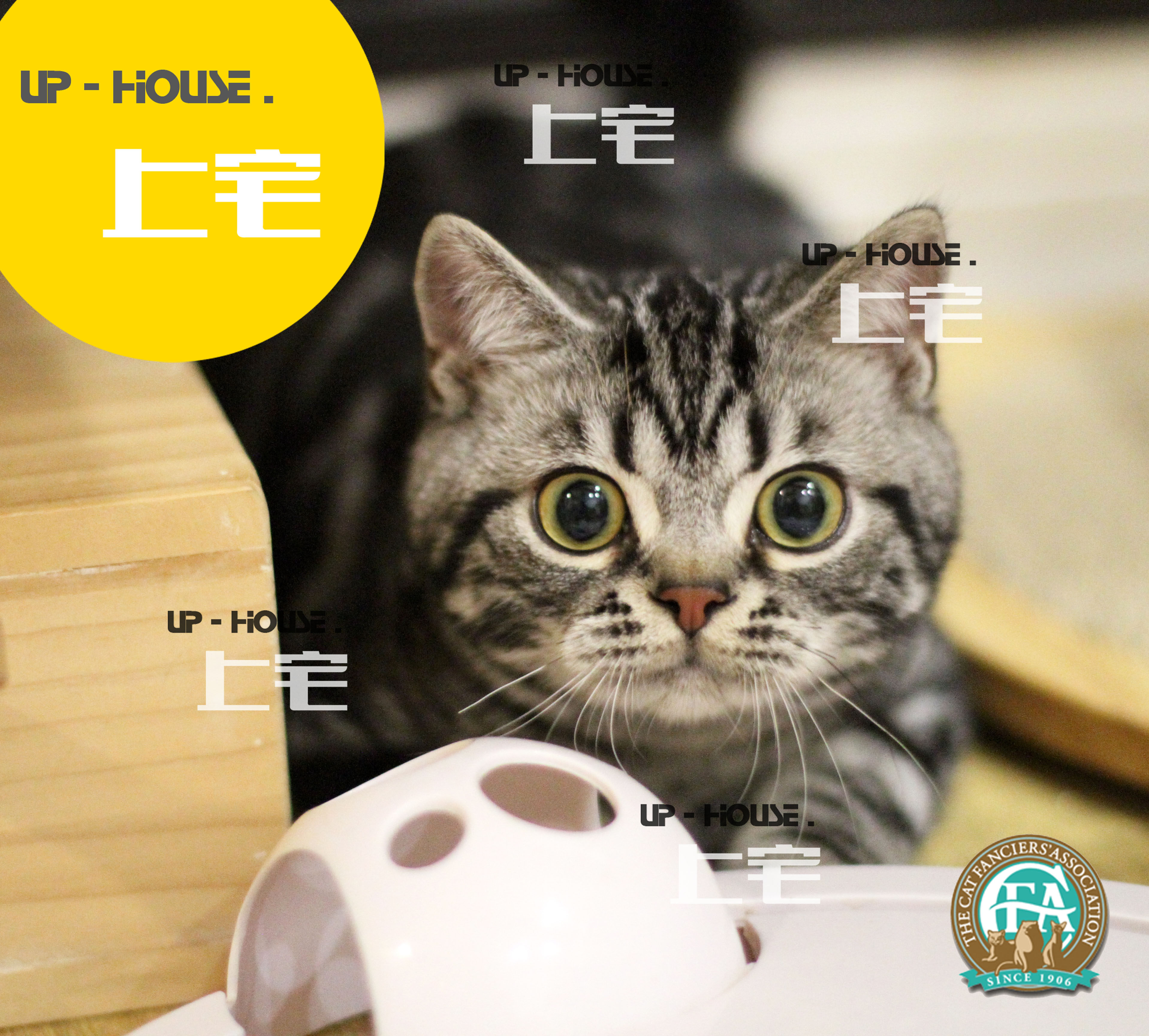 Upper house U P-H O U S E F A pure breed racing class American short hairy cat beauty short silver tiger spotted living side LSE EPL D D