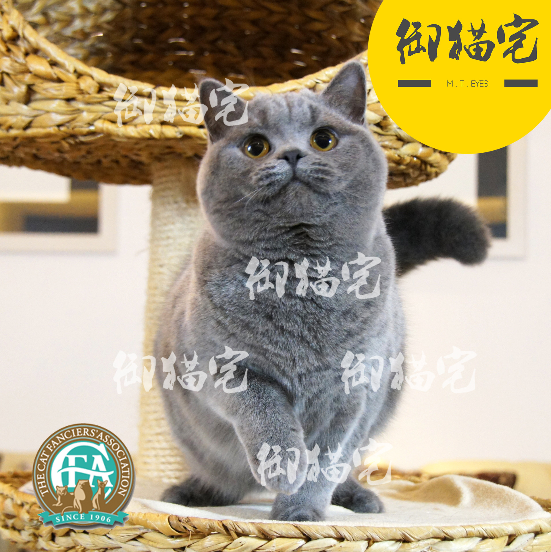 Royal cat house CFA purebred British shorthair cat British short blue cat living pet EVE▲MM match the daughter of Australian blood GC