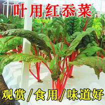 Four Seasons Potted water bacon beet seed leaves with red Vegetable Flame Vegetable Root Dadish vegetable Seed Vegetable Seed Vegetable Seed