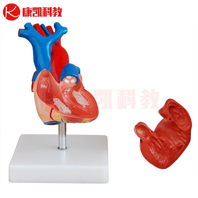 心脏模型心脏解剖模型心脏血管动静脉体肺循环结构造医教学用教具