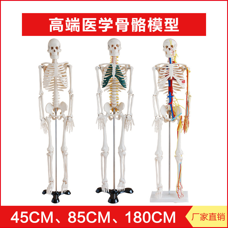 高端医教学用人体骨骼模型骨架骷髅解剖带神经血管仿真45cm 85cm