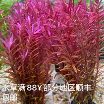 mini small water banyan climbing ground pearl red palace tinting fork column flower mini buffalo woolen real water grass fish tank built into view green palace grass