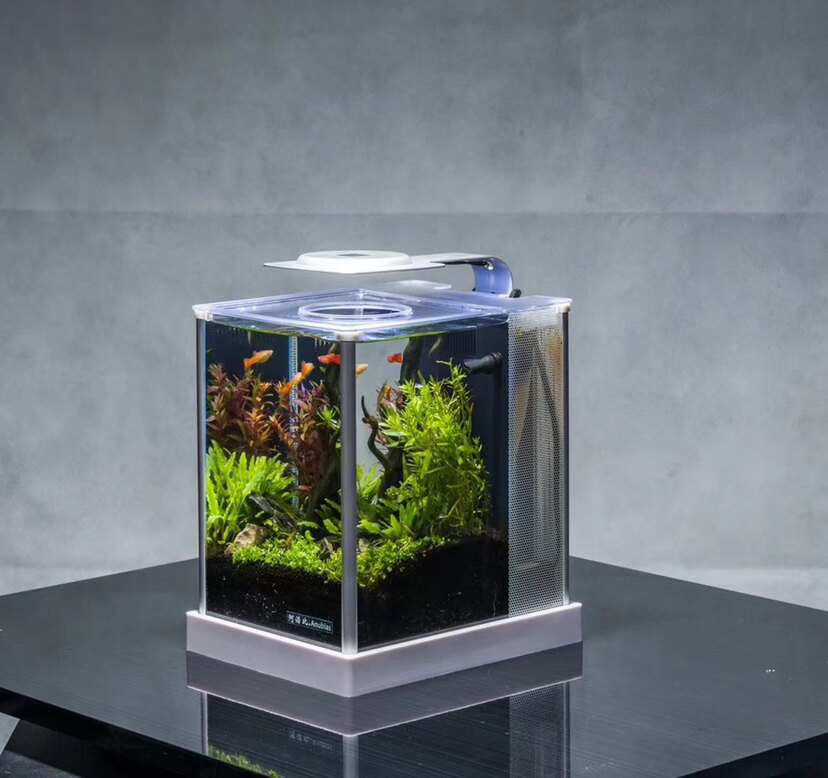 mini shrimp tank