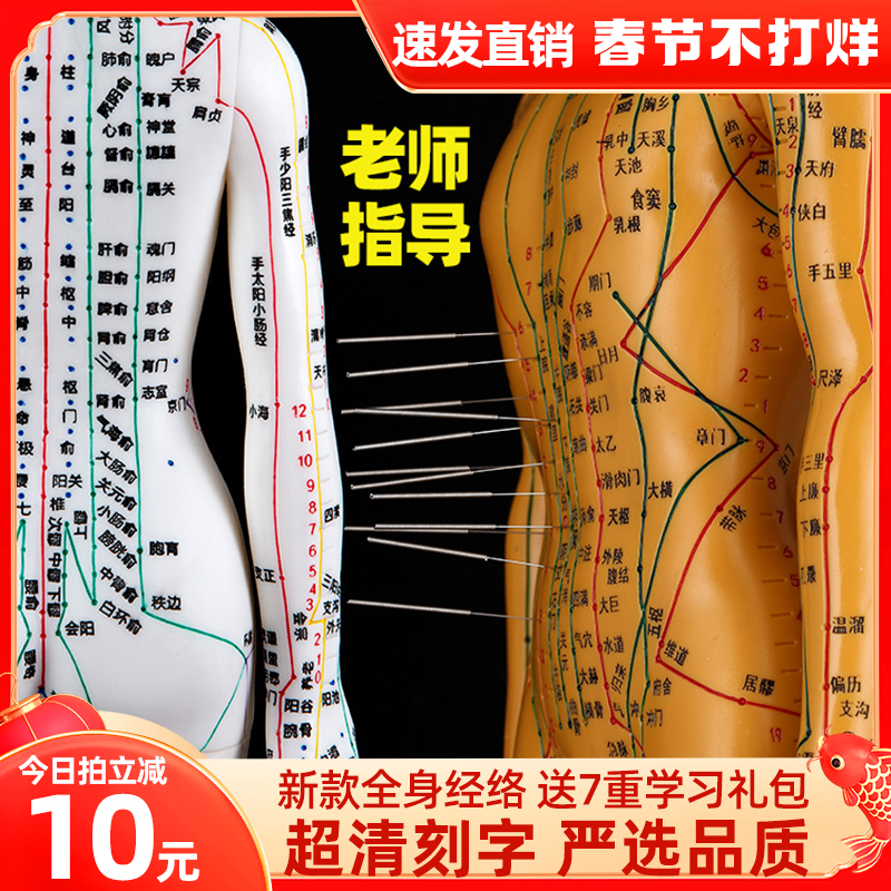 Human acupuncture model human meridian acupuncture points Chinese medicine whole body twelve copper man model figure can be needle practice small skin man