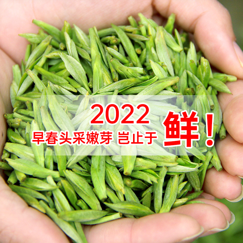 Endowed with elegant Mongolian top nestle 2022 new tea head to the tender bud Grade Ming former early spring stone flower sautéed green tea canned