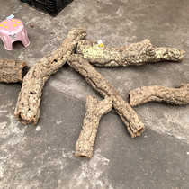 Portuguese cork logs rainforest tanks landscaping skeletons tree holes crawling pets hiding from maned lions and geckos hiding and photographing every object.