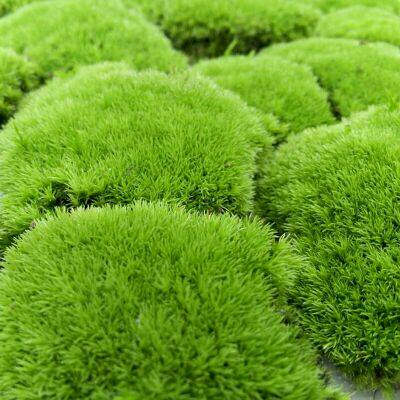 Short velvet moss Small white hair moss Rainforest tank Land and water ecological tank Moss ecological bottle Micro-landscape bonsai landscape large feather moss