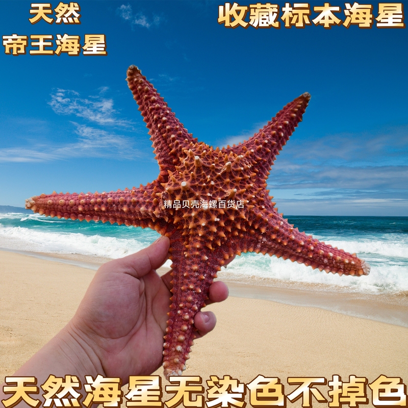 Natural Conch Shells, Sea Stars, Imperial Stars, Mediterranean Home Decoration Style, Kindergarten Handmade DIY Natural Conch Shells, Sea Stars, Imperial Stars, Mediterranean Home Decoration Style, Kindergarten Handmade DIY