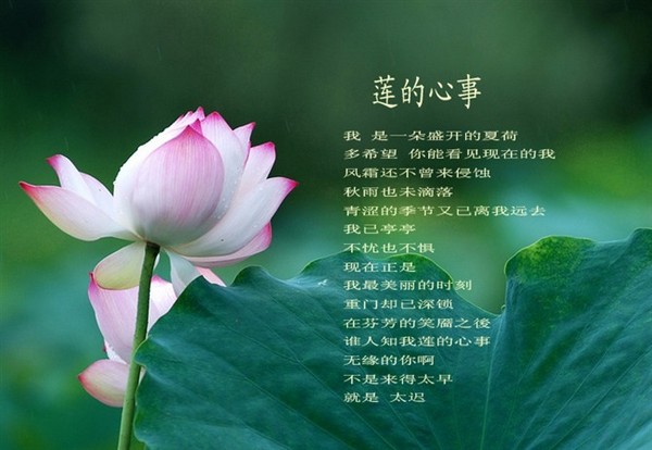 15 cái mua 2 tặng 1 Thượng Hải Jinronghua Cộng Hòa của Trung Quốc mặt nạ hoa sen mặt nạ dưỡng ẩm mặt nạ nội địa trung
