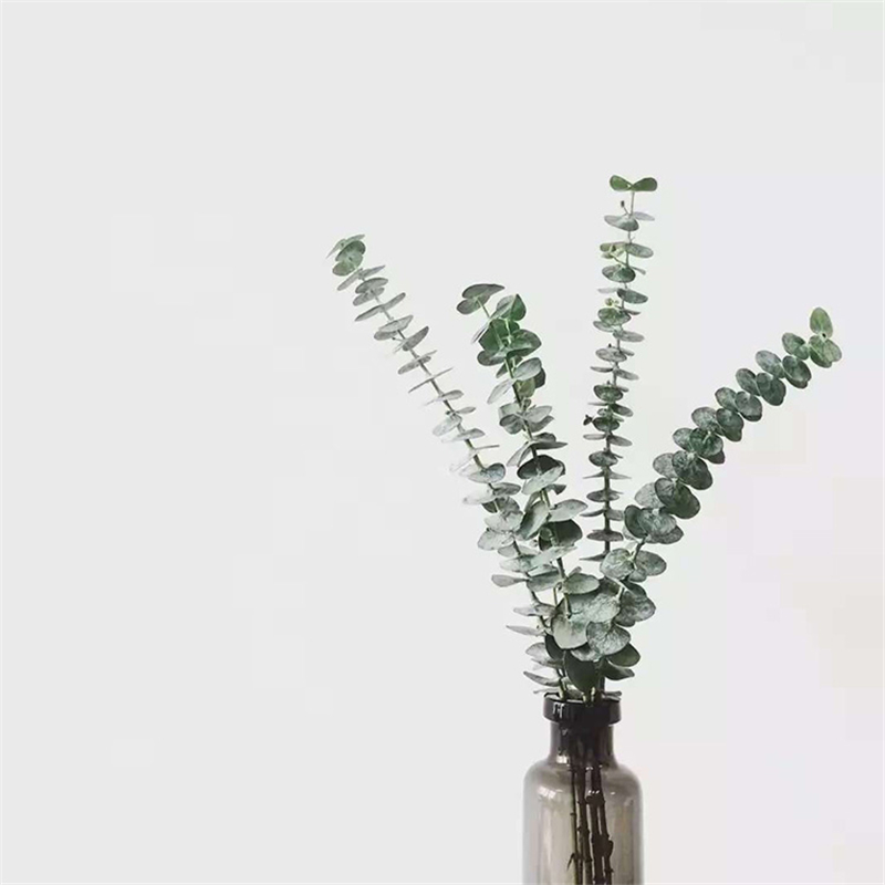 Special beauty Eucalyptus leaf Immortalized flower Preserved flower Non-dried flower plant flower arrangement 60g 