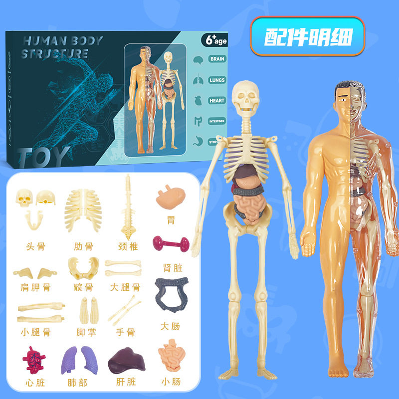 Movable Human Body Model Organ Structure Disassembly and Assembly Skeleton Internal Organs Muscles Medical Simulation Anatomy 3D Science and Education Toy