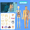 Movable Human Body Model Organ Structure Disassembly and Assembly Skeleton Internal Organs Muscles Medical Simulation Anatomy 3D Science and Education Toy