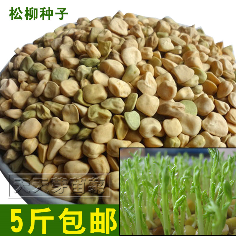 Sprouts seeds Pine willow seeds Pine willow seedlings Bean sprouts machine Hydroponic balcony sprouts Four-season vegetables