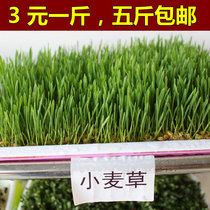 Sprout vegetables seeds Wheat grass seeds Bean sprouts Machine juice hydroponics