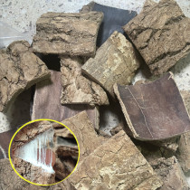 Eucommia bark old bark thick bark 500gg wine tea ingredients Chinese medicinal materials sulfur-free non-special grade wild male new goods