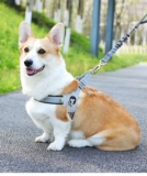 Дроящая веревка для собак Маленькая и маленькая собака и шейная цепь собак Корги сражается с ремешками, собака, ходящая собака веревка для питомца, петля