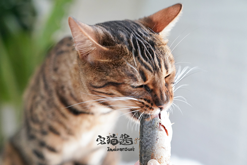 Nước sốt mèo nhà Một con cá ngon petio nhà bếp tươi giòn hấp xương cá nguyên con mèo ăn nhẹ thức ăn cho mèo - Đồ ăn nhẹ cho mèo thức ăn khô cho mèo