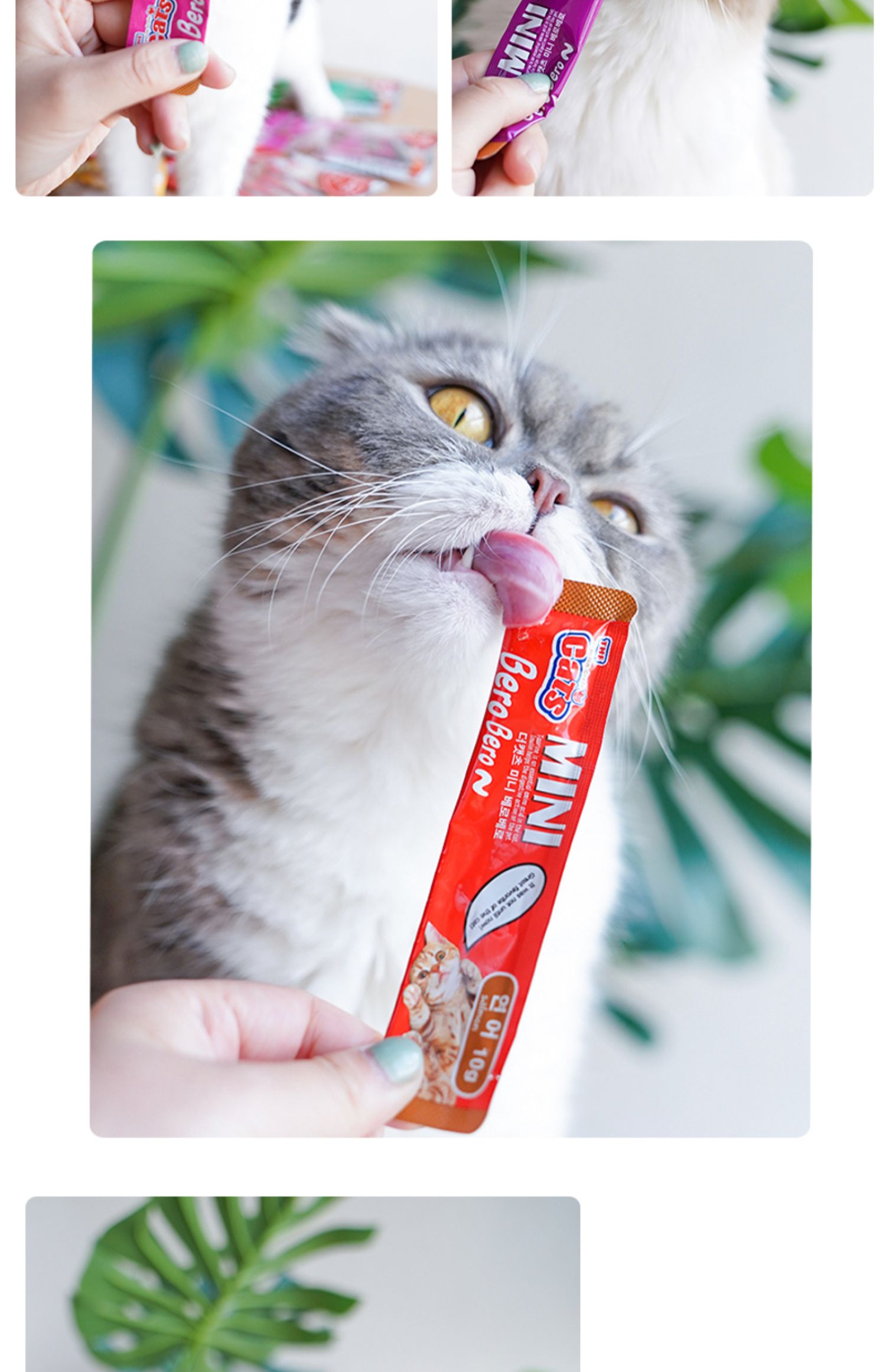 Nước sốt mèo nhà, ăn từng cái một, mèo mèo, mèo mèo, mèo ăn vặt, mèo ăn nhẹ 10g * 5 - Đồ ăn nhẹ cho mèo hạt mèo