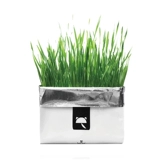 Каталическое соус искренне, искренне без карты, кошачья трава, почва, без гидропонка почвы, закуски для мяты кошки