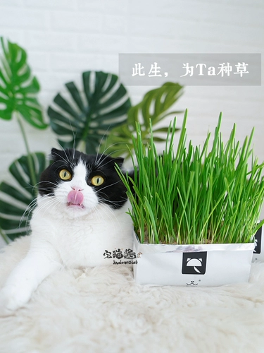 Каталическое соус искренне, искренне без карты, кошачья трава, почва, без гидропонка почвы, закуски для мяты кошки