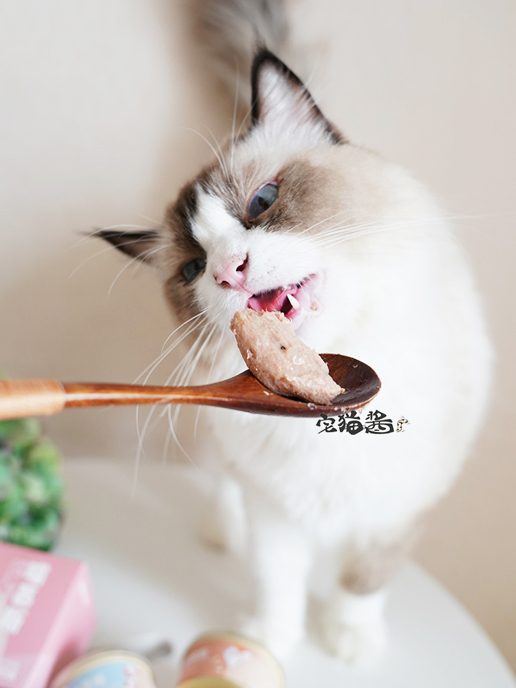 Nước sốt mèo nhà CaTor 喵 喵 喵 幼 猫 猫 猫 - Đồ ăn nhẹ cho mèo hạt canin