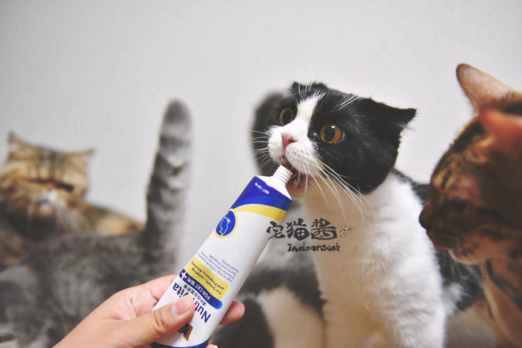 House Cat Sauce Cat Bổ sung dinh dưỡng Kem dinh dưỡng Wisconsin Kem dưỡng ẩm cho mèo tổng hợp nhanh 120,5g - Cat / Dog Health bổ sung Sữa dành cho chó trưởng thành
