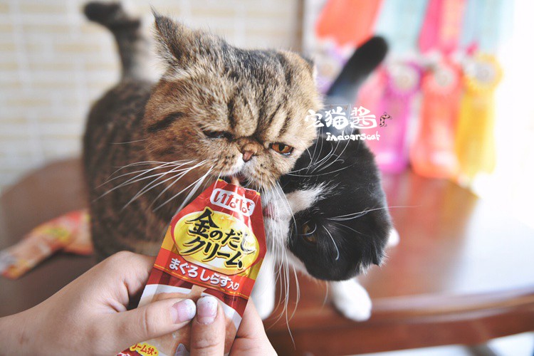 Nước sốt mèo nhà Inabao dán dinh dưỡng cho mèo Thức ăn bổ sung sữa lắc Thức ăn ướt Gói thức ăn cho mèo Mèo mang thai mèo 1 thịt đóng hộp