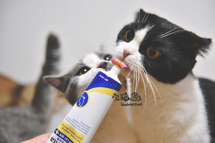 House Cat Sauce Cat Bổ sung dinh dưỡng Kem dinh dưỡng Wisconsin Kem dưỡng ẩm cho mèo tổng hợp nhanh 120,5g - Cat / Dog Health bổ sung Sữa dành cho chó trưởng thành