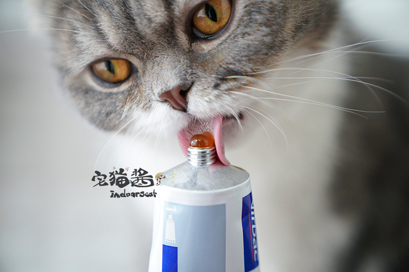 Nước sốt mèo nhà Đây không phải là kem dinh dưỡng bấc Virbac France - Cat / Dog Health bổ sung sữa cho chó mèo