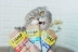 House Cat Sauce Ina Baojins Tasty Food Food Cat Snacks Pet Green Tea Formula Dinh dưỡng vào Cat Soft Pack Snacks hạt whiskas cho mèo con Đồ ăn nhẹ cho mèo