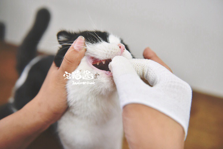 Nhà mèo nước sốt làm sạch bộ dụng cụ Nhật Bản tâm trí lên mèo mèo bàn chải đánh răng kem đánh răng ngón tay - Cat / Dog Beauty & Cleaning Supplies lược chải lông mèo