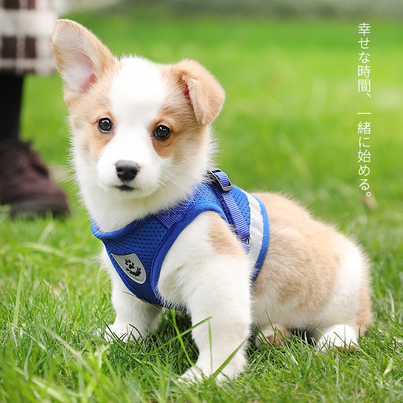 Dog Reflective Vest Traction Rope Dog Chain Chest Harness Dog Chain Son Dog Rope Walking Dog Rope Small Dog Pet Supplies-Taobao