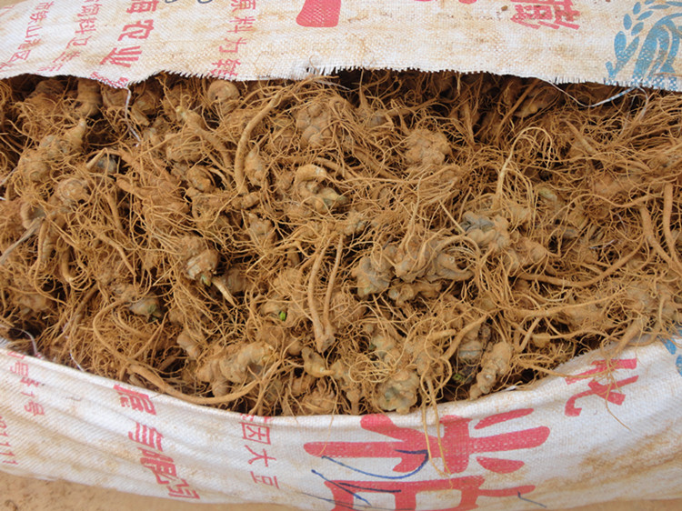 三七未修剪的样子