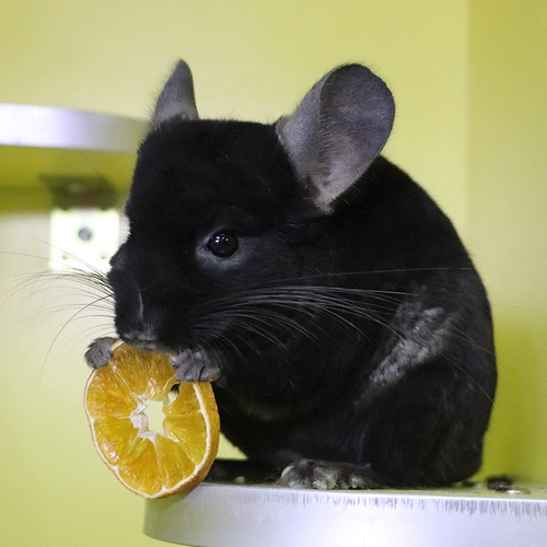 Yixong ｜ Totoro Snack Nutrition Sweet Orange Natural Gold Donut Dode Dibement Витамин 40 грамм