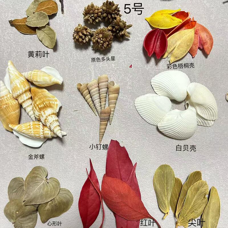 Autumn Fruits, Fruit Shells, Autumn Collection Materials, Pine Cones, Pine Tree Branches, Leaves, Shells, Kindergarten Environment Creation, Handmade Specimens