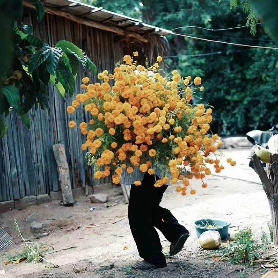 浅瑾秋秋