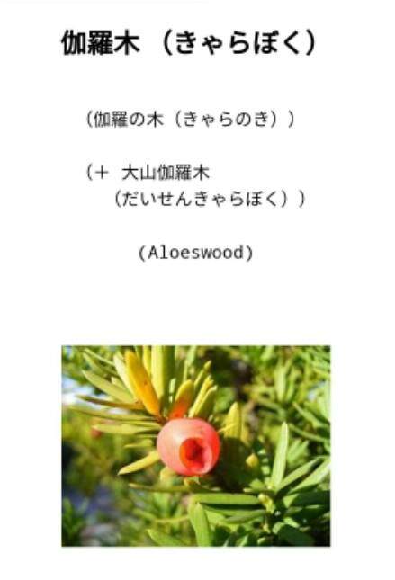 伽羅木叶子细如雀舌枝节密集树冠紧凑是适合小品盆栽的品种