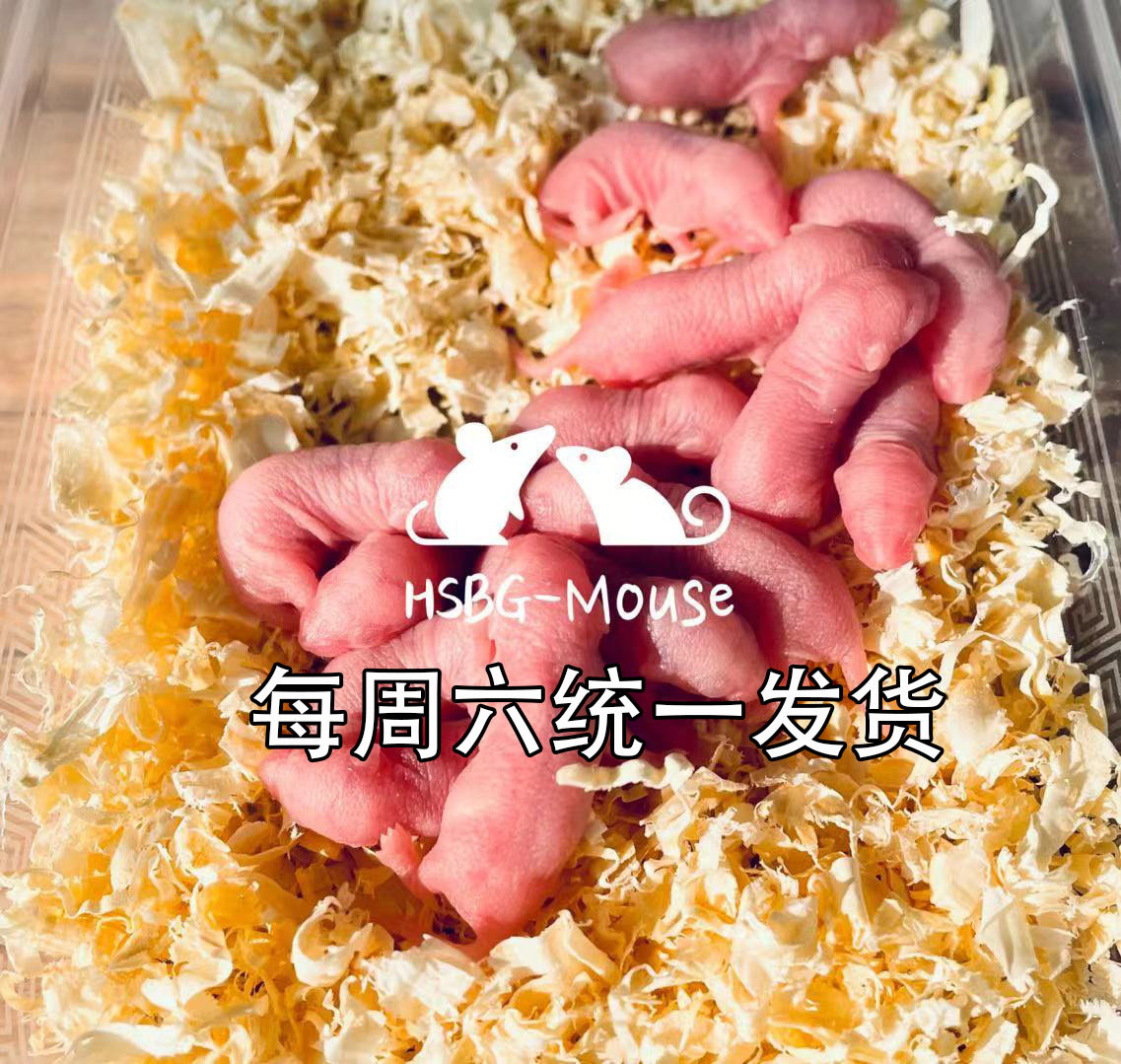 Live mice mice feed live mice rats red pink white cream pet